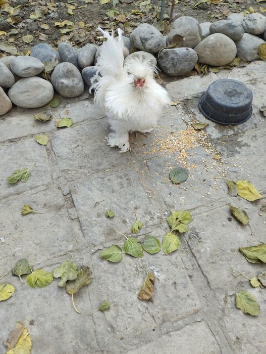 Продаётся молодые Бетнамки