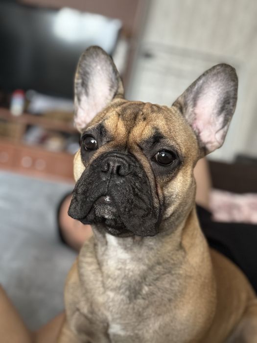 Отдам собаку (девочка)