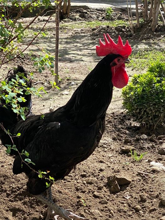 Qora shahzoda tovuqlarining tuxumlari sotiiladi!