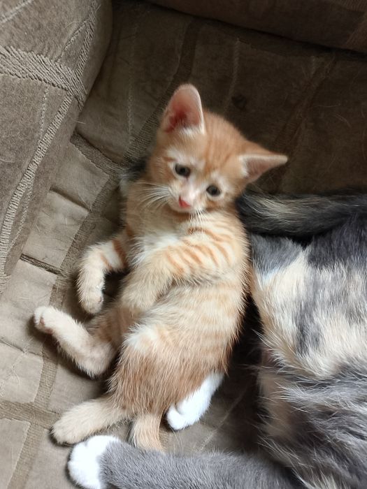 Отдам котят все мальчики