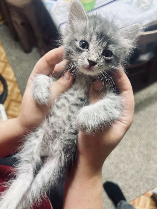 отдам котят в добрые руки