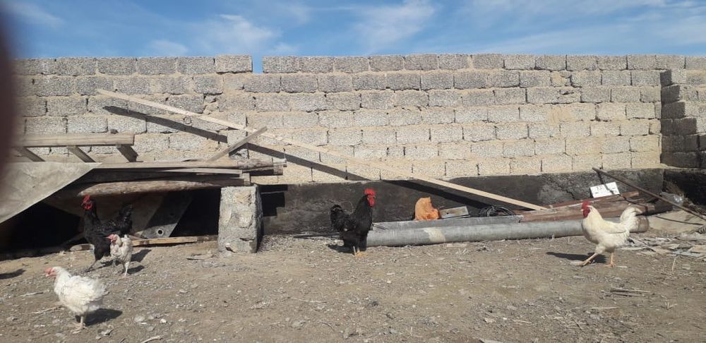 Дерский гигантлар бар