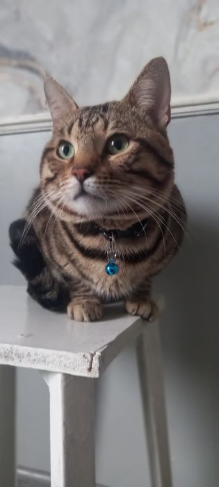 VYASKAGA toza nasl oliwni istaganla uchun