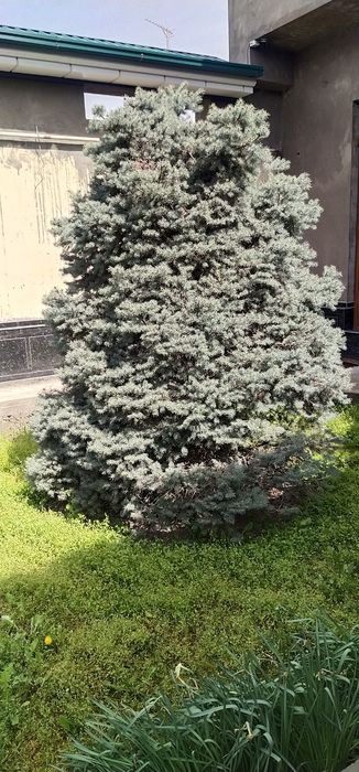 Срочно. Продаётся голубая ель 3 шт