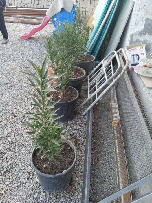 Ландшафтный дизайн, садовник газон арча ёлка  Уборка Благоустройство