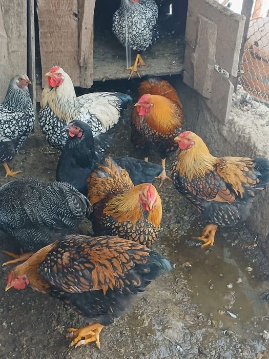 Diferite gaini de rasa