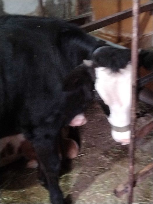 Замяна за друго животно за клане