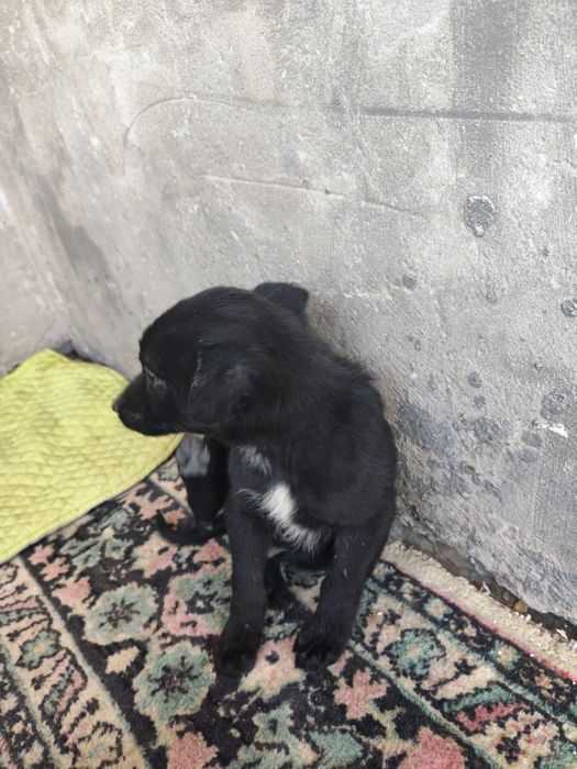 Отдам щенка звоночка в добрые руки