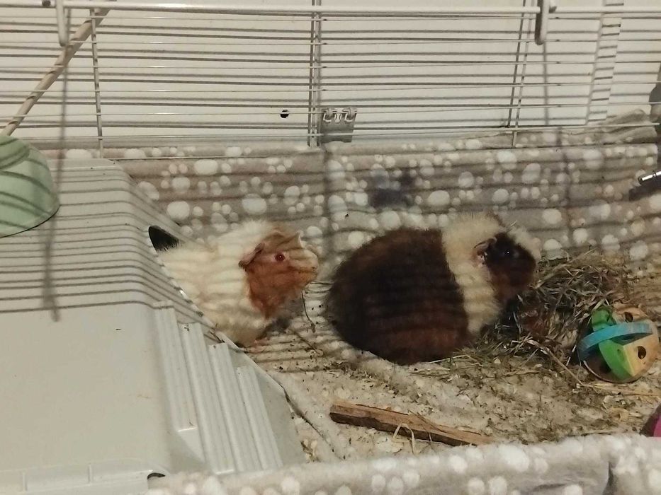 Голяма оборудвана клетка за гризачи (60х90 см) + аксесоари (Бургас)