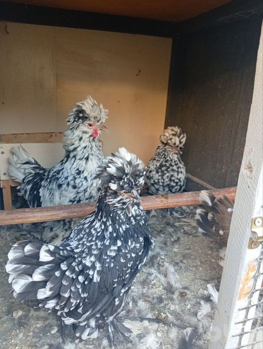 Srochna sotiladi yaponxuroz va tavuglar