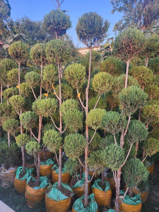 Xar xil turdagi kuchatlar bor boshlangʻich narx 70 mingdan