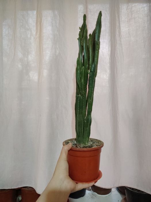 Тувакда гуллар, цветы в гаршке