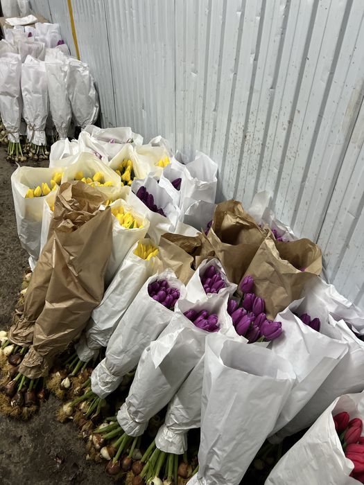 Луковица тюльпан