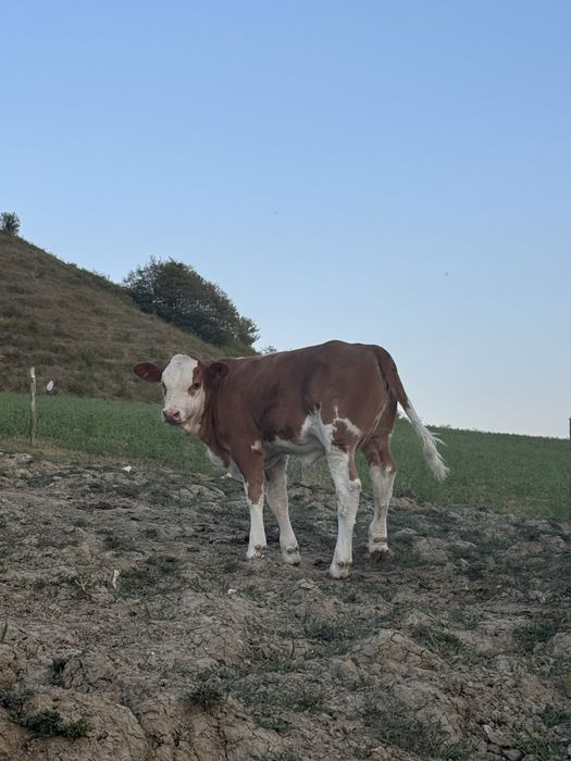 Vand o vitica si un tauras