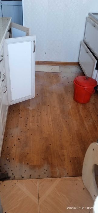 Dezinfeksiya Buxoro, Бухара Дезинфекция klapa, таракан, Чивин, Бурга