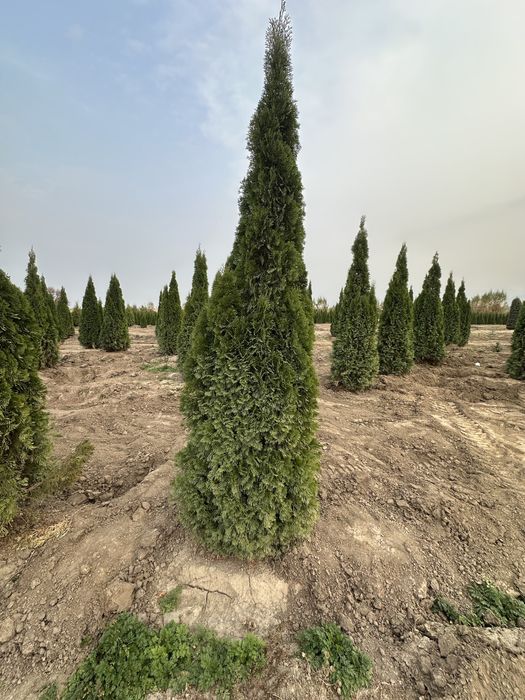 Туя Смарагд. Туя брабант. Туя