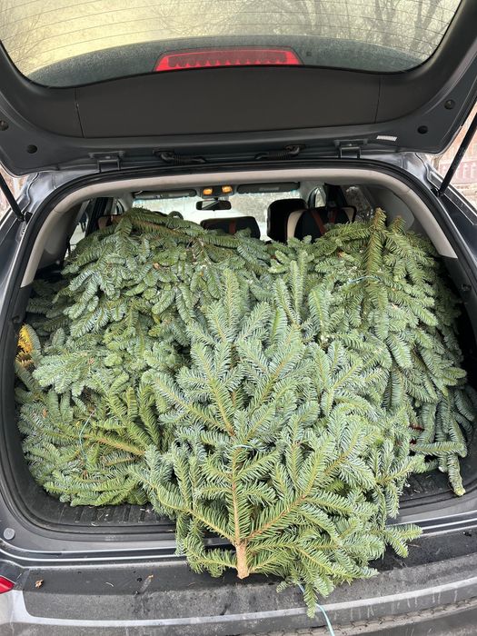 Нобилис ,нортлэнд