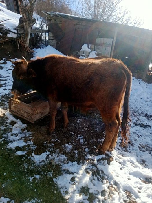Продам бычки. Букышыктарды сатамын