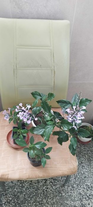 Филодендрон (Philodendron) / Сингониум (Syngonium)