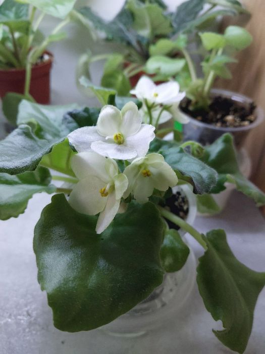 Продаю фиалки ПЕРВОЦВЕТЫ