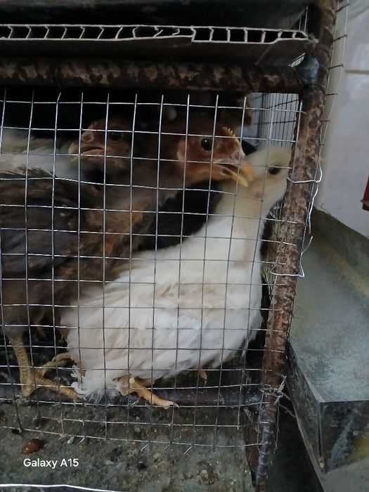 Domashni jo‘ja bor 10ming so‘m