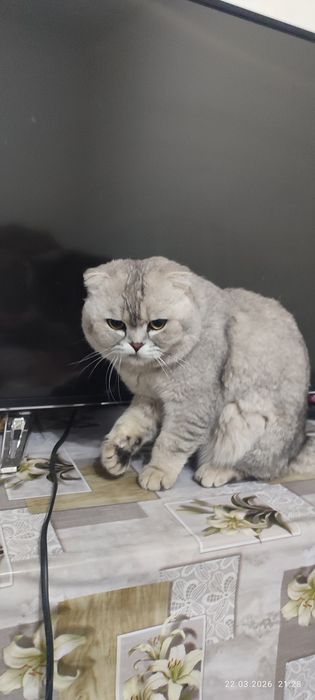 Scottish Fold 100% Тоза еркак мушук сот илади