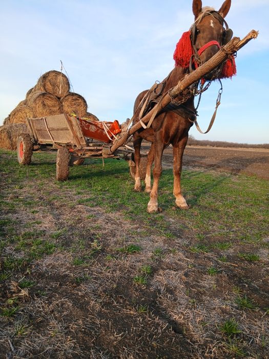 Vând sau schimb iapa