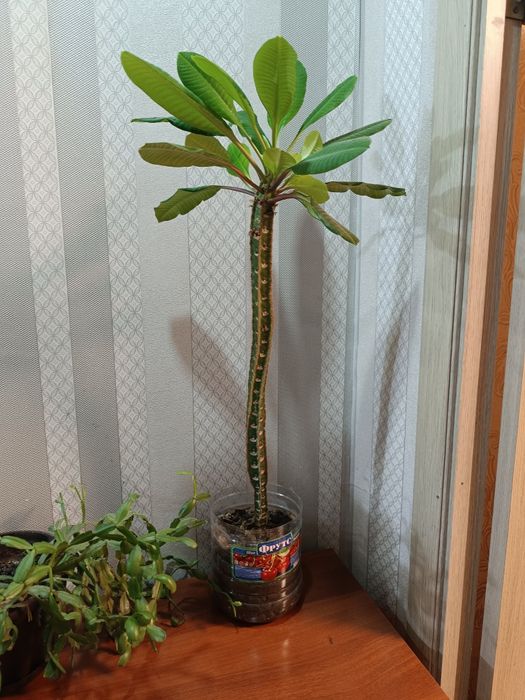 Продам комнатные растения