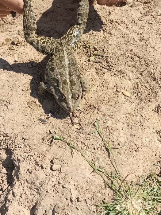 Продам лягушку  для разных целей