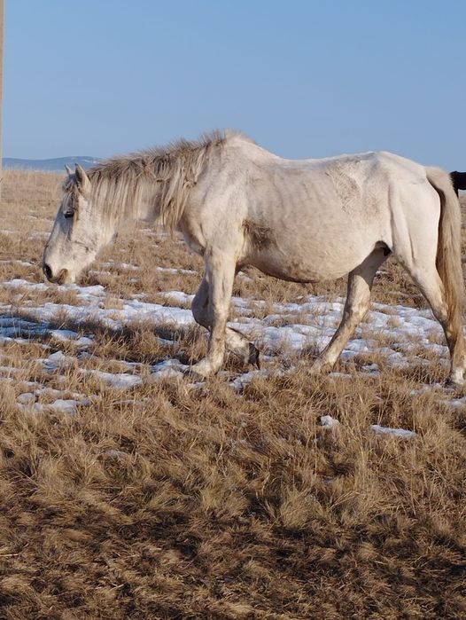 Кобыла 11 лет...