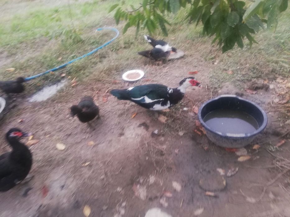 Indoutka o'rdaklar sotiladi