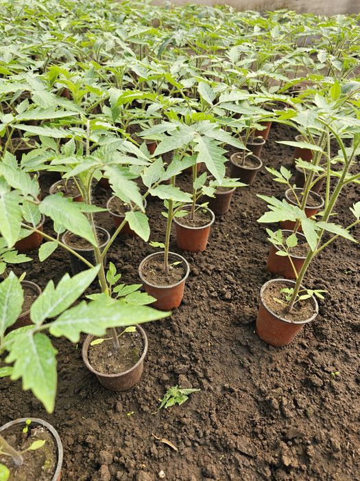 Roșii dominet originale