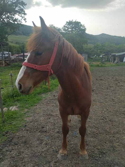 Mânz de vânzare preț privat