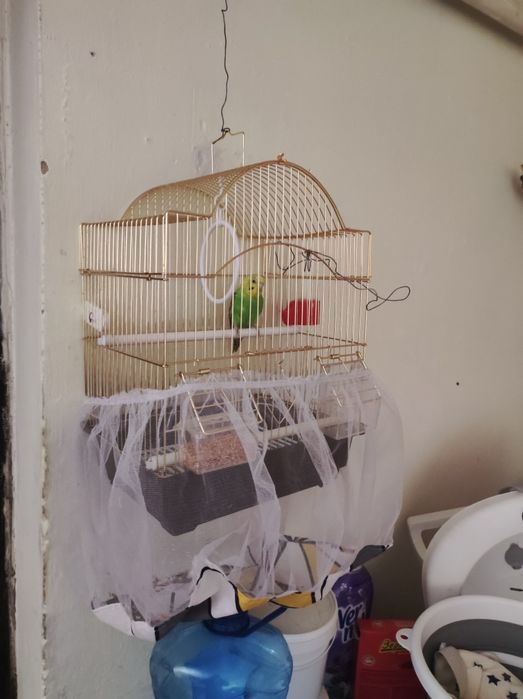 Попугай самец с клетками