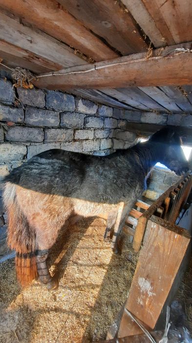 Продам Тай Еркек