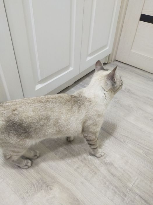 Бесплатно дарю кота