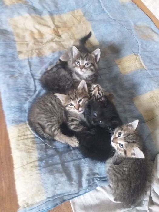 Дарю котят в Майкудуке