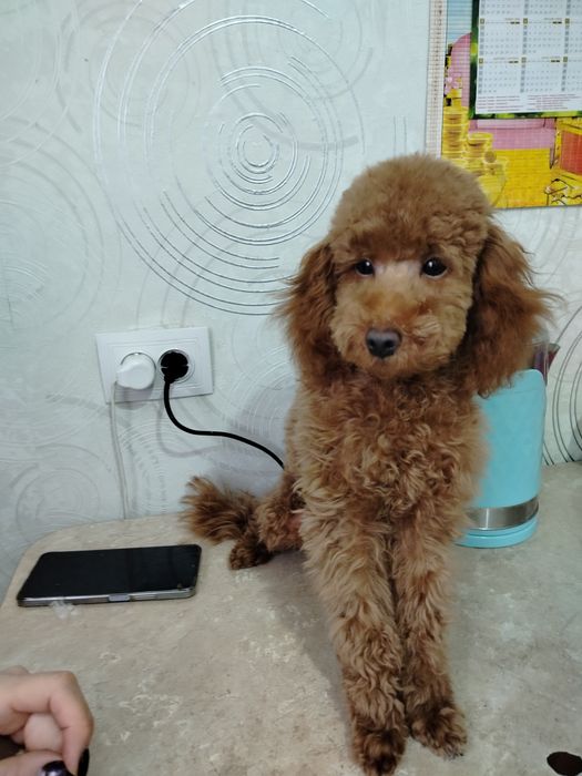 Щенок карликового пуделя