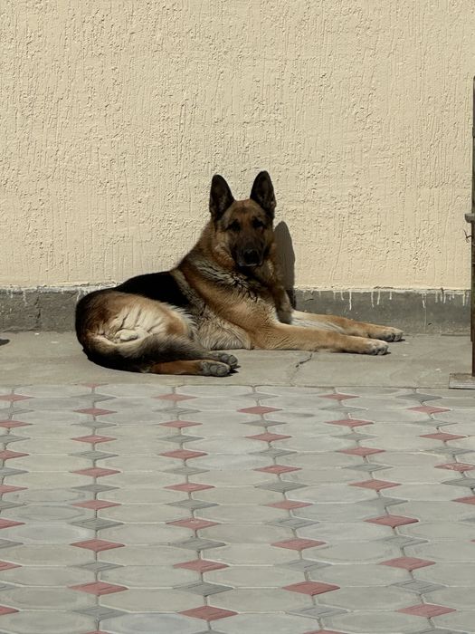 Собака кобель немецкая 1