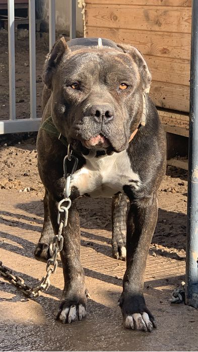 Вязка Американский Питбультертер