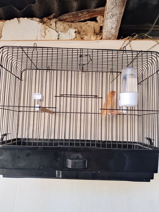 Nar kanareyka sotiladi srochniy