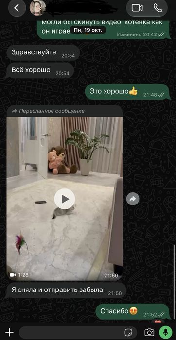 Продам котенка уральск