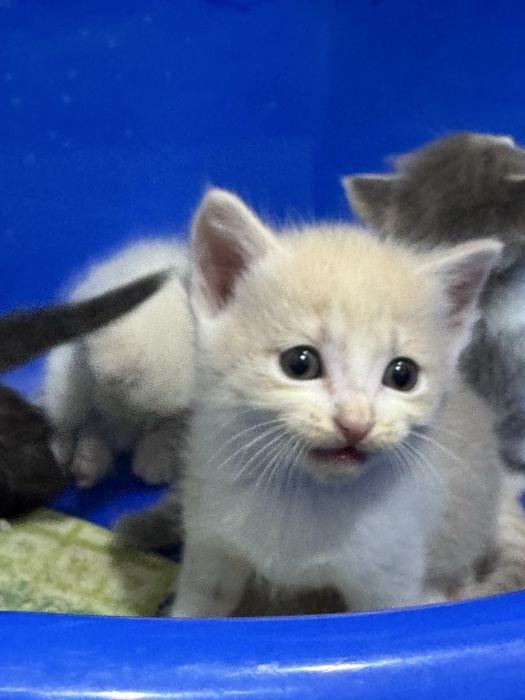 Отдам даром кошки