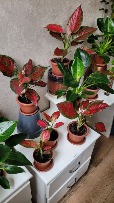 Аглаонема комнатное растение 40 см,. Пиперомия 15 см