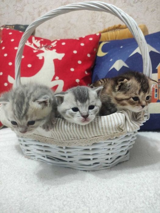 Шотландские котята бронь