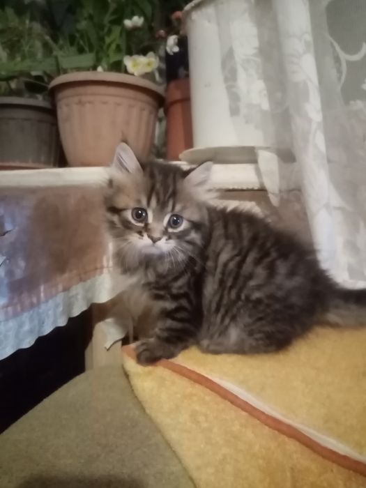 Продам наглого котенка