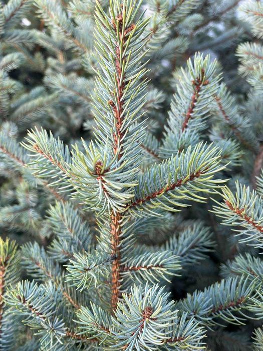 Кухненски шкафове