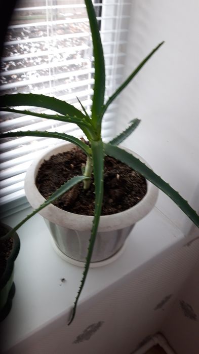 АЛОЭ  для лечения