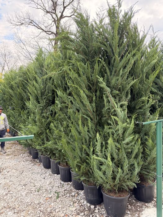 Leylandii Cupressus toate marimile