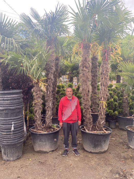 Vand palmier 2 trunchiuri